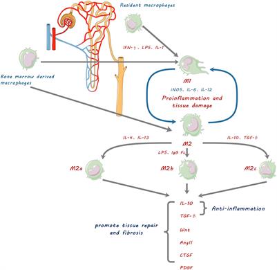 The Role of Macrophages in Kidney Fibrosis